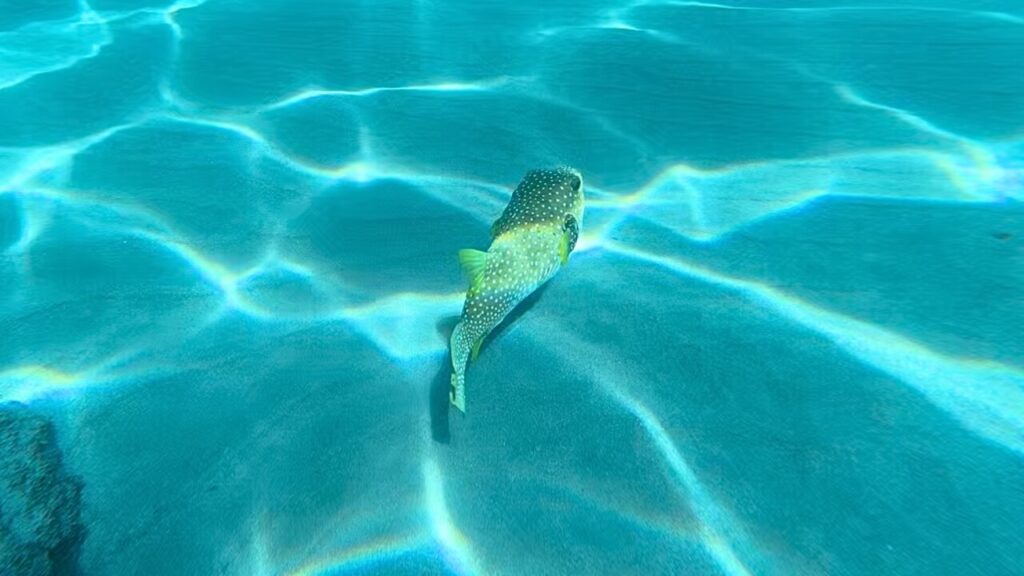 White spotted green puffer
