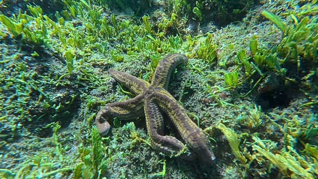 Yellow & brown Sea Star Pharia pyramidata