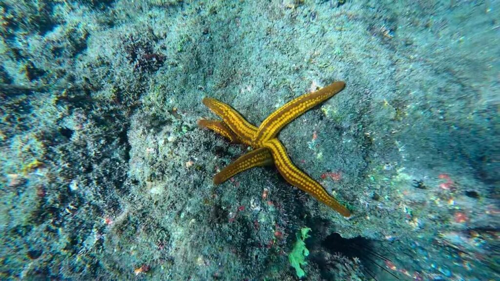 Yellow spotted seastar Pharia pyramidata