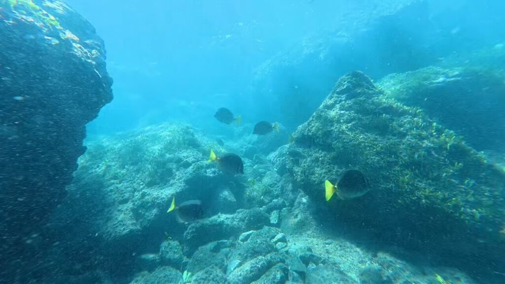 Yellow tail saw sergeon fish