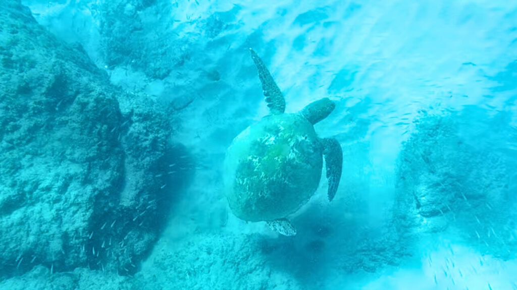 green sea turtle