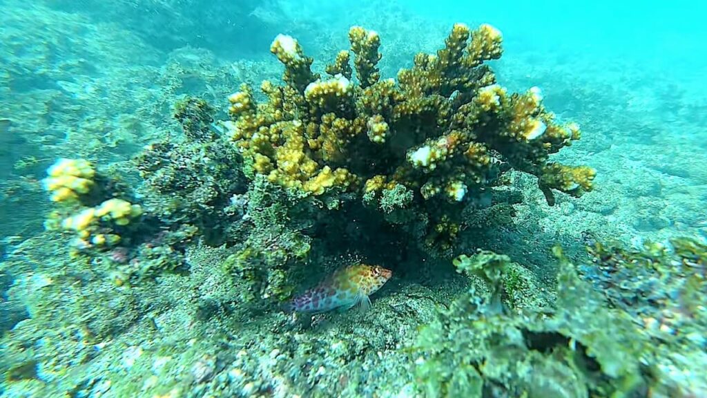coral Hawkfish cirrhitichthys oxycephalus