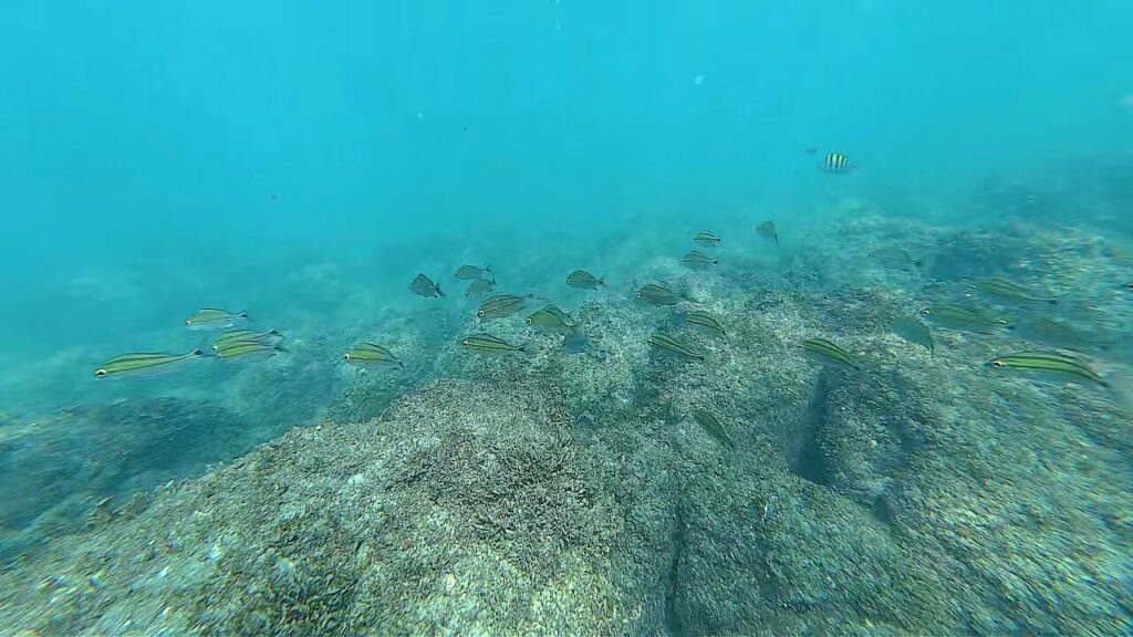 school of small fish