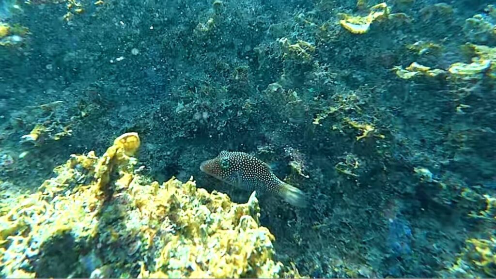 Spotted Sharpnose Puffer Canthigaster punctatissima