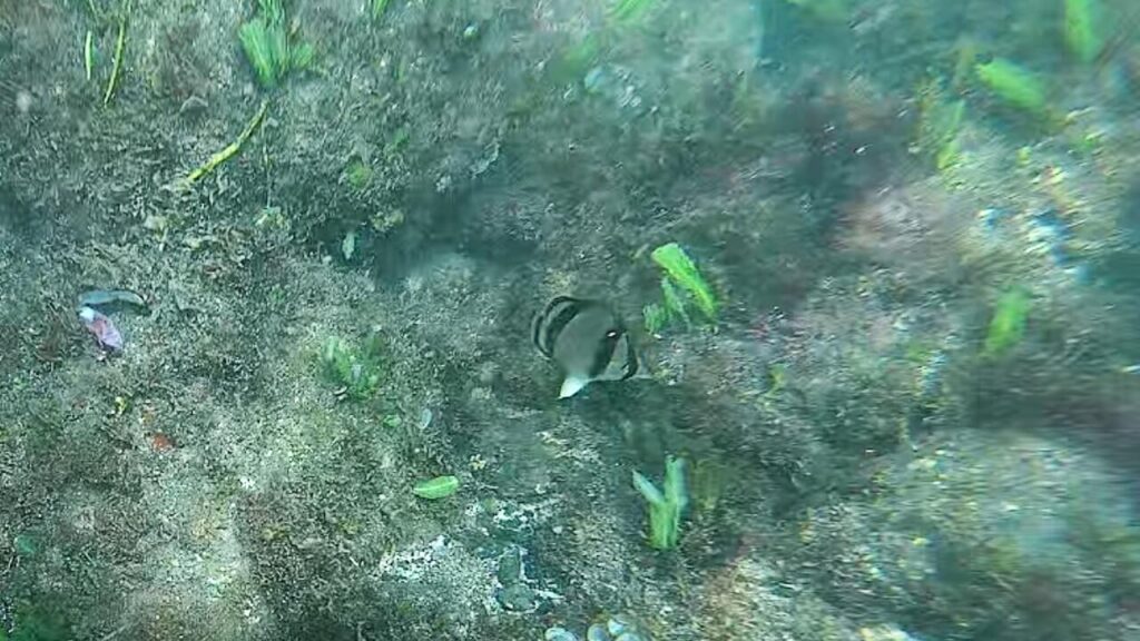 threebanded butterflyfish