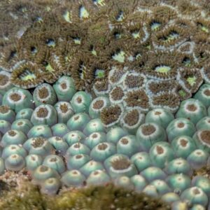 Dense cluster of small sea anemones in a shallow tide pool on the North Pacific coast of Guanacaste, Costa Rica
