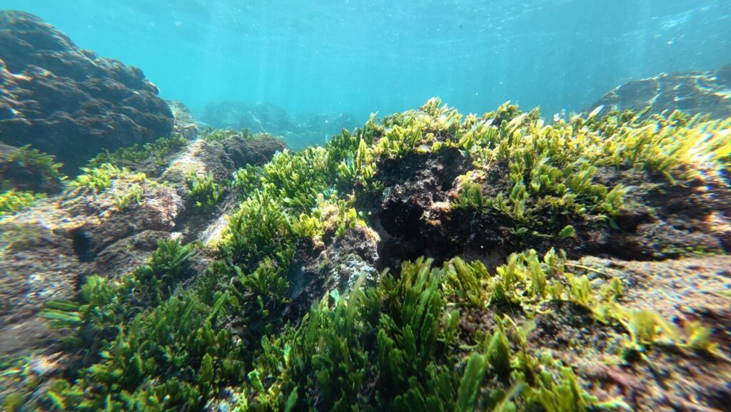 Green seaweed Caulerpa taxifolia covering rocks below the intertidal zone on a rocky coastline
