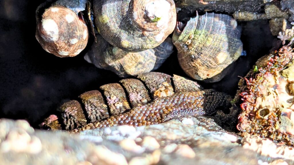 Chiton Sheltering in a Rocky Crevice