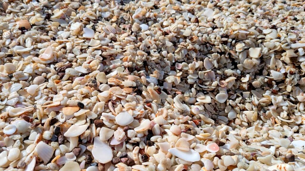 Close-up of broken white seashells covering the sand at Conchal Beach in Guanacaste, Costa Rica