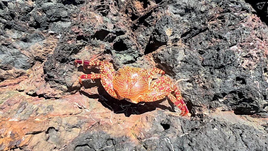 Unidentified orange rock crab with yellow spots and red legs on the North Pacific coast of Costa Rica