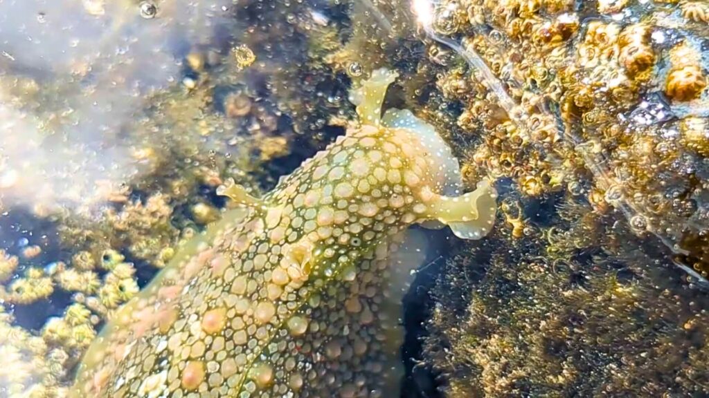Green and white spotted sea slug nudibranch feeding on algae in a tide pool in Guanacaste, Costa Rica