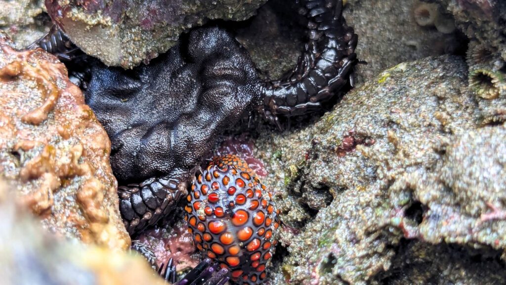 Brittle star hiding in a rocky crevice on a tide pool beach near Flamingo, Guanacaste, Costa Rica