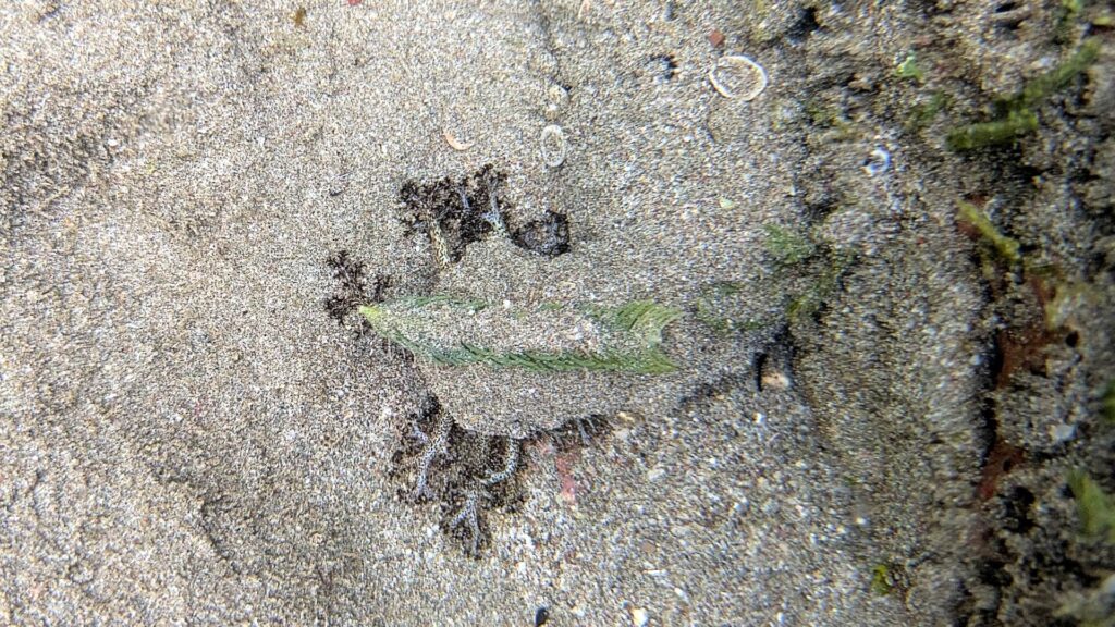Sand-covered sea cucumber feeding in a tide pool, using branched tentacles and mucus-covered tube feet