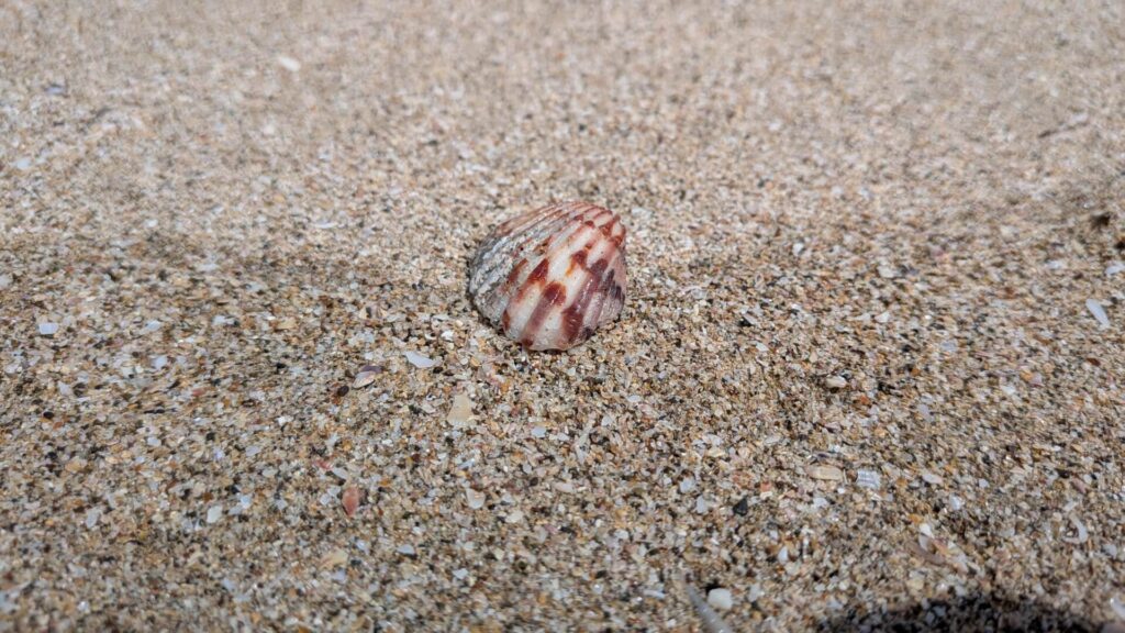 Red and white seashell resting on sandy beach, made of calcium carbonate and part of the coastal ecosystem