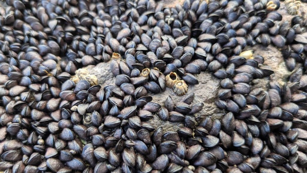 Clustered blue mussels (Mytilus) attached to a rock alongside small barnacles on a Guanacaste, Costa Rica beach