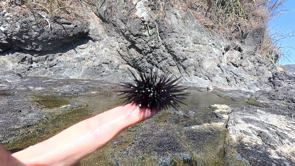 Small sea urchin gently resting on an index finger in a tide pool, with rocky cliffs in the background and visible moving spines