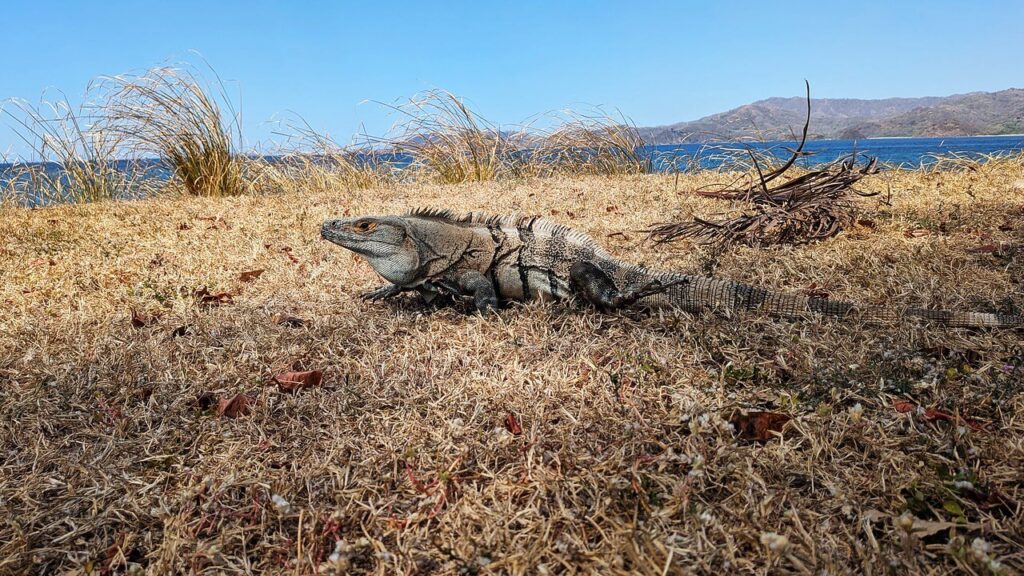 Black spiny-tailed iguana basking among dry grass at Flamingo, Guanacaste, Costa Rica, camouflaged against the landscape