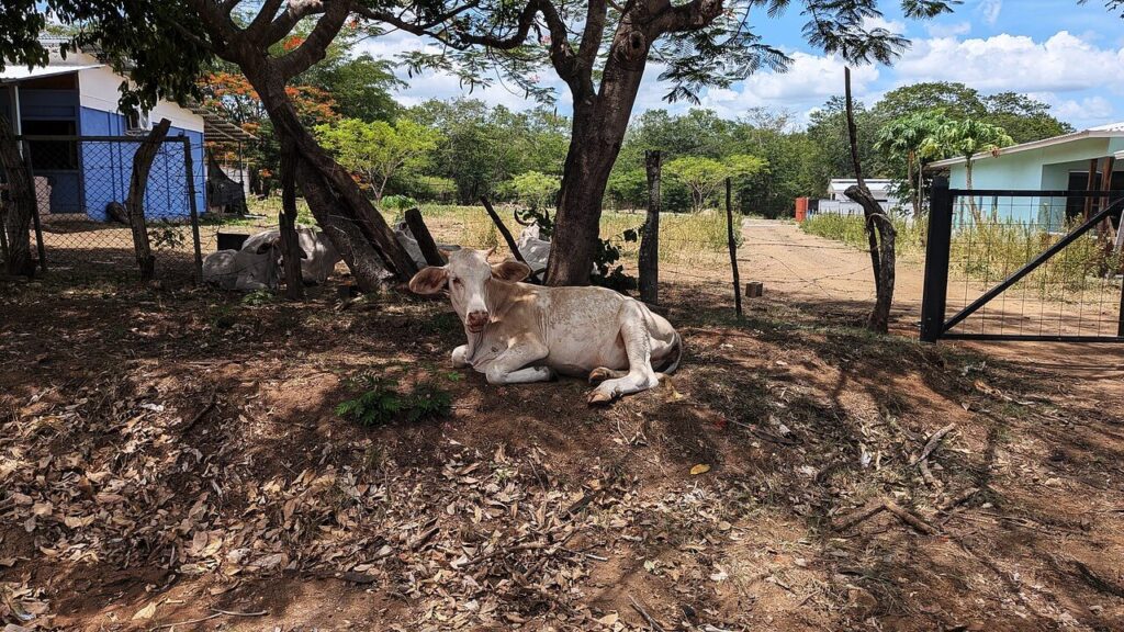 Cattle resting beside a backroad in the sun near Potrero, Guanacaste, Costa Rica, seen on a private morning discovery tour