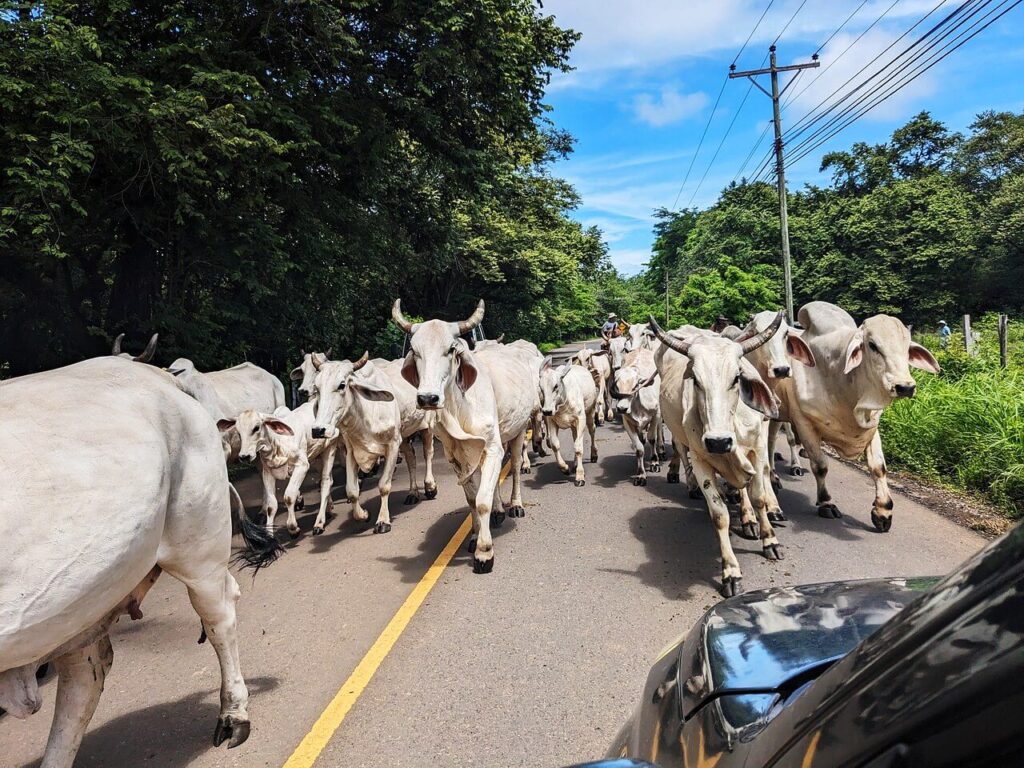 Local sabaneros (Guanacaste cowboys) herding cattle across a paved road in Guanacaste, Costa Rica, causing a brief traffic pause
