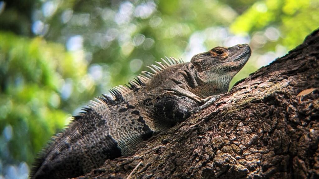 Close-up of a common spiny-tailed iguana (Ctenosaura similis), locally called garrobo, seen near Brasilito, Flamingo and Potrero, Guanacaste