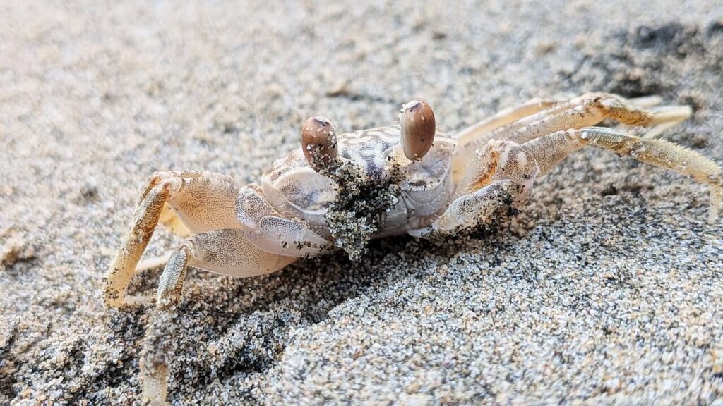 Well-camouflaged ghost sand crab blending into the sand on a beach near Flamingo, Guanacaste, Costa Rica