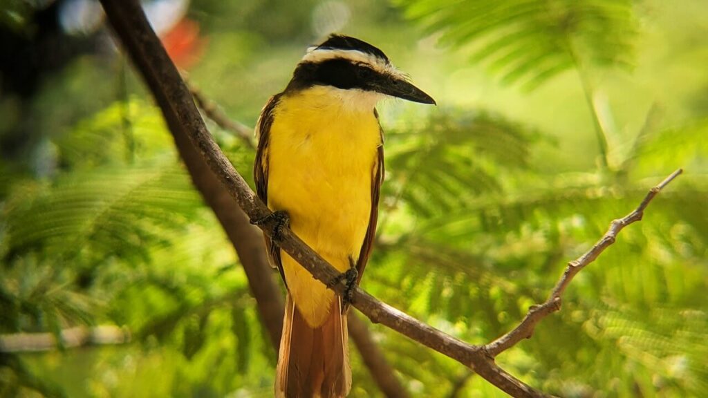 Great Kiskadee flycatcher perched on a thin branch near Mar Vista, Guanacaste, Costa Rica, watching for insects below