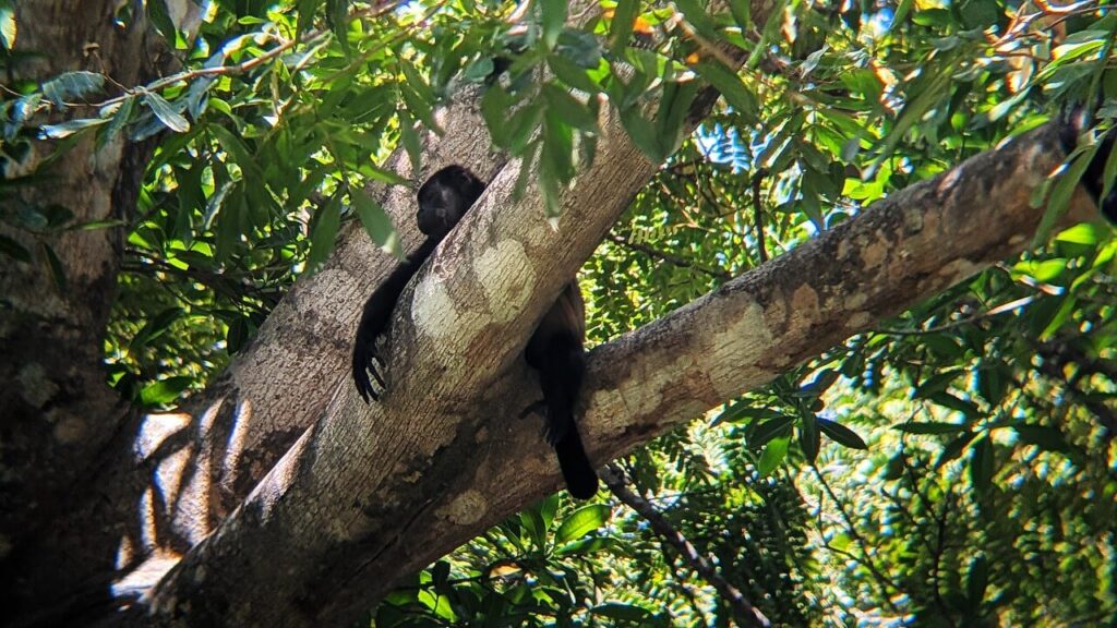 Mantled howler monkey relaxing on a lush tree branch near Flamingo and Potrero, Guanacaste, Costa Rica, tail wrapped for safety