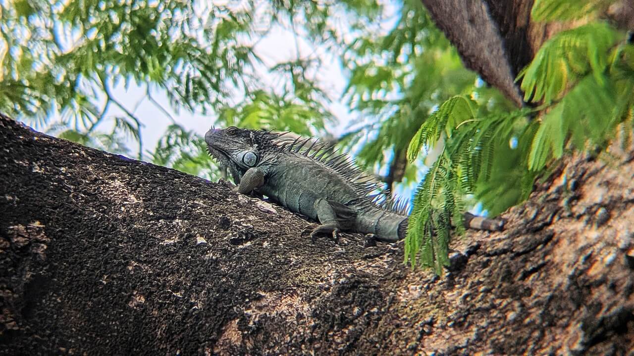 Central American green iguana (Iguana rhinolopha) resting on a large Guanacaste tree branch near Potrero Beach, Costa Rica