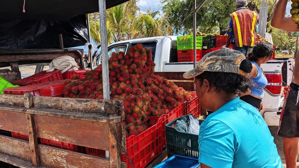 Costa Rican roadside vendor selling fresh mamón chino (rambutan), a tropical fruit, at a stand in Guanacaste, Costa Rica