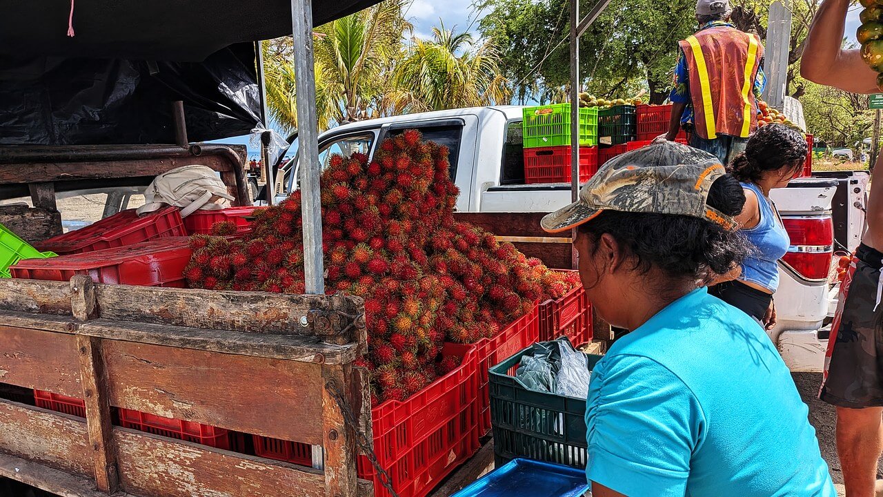 Costa Rican roadside vendor selling fresh mamón chino (rambutan), a tropical fruit, at a stand in Guanacaste, Costa Rica