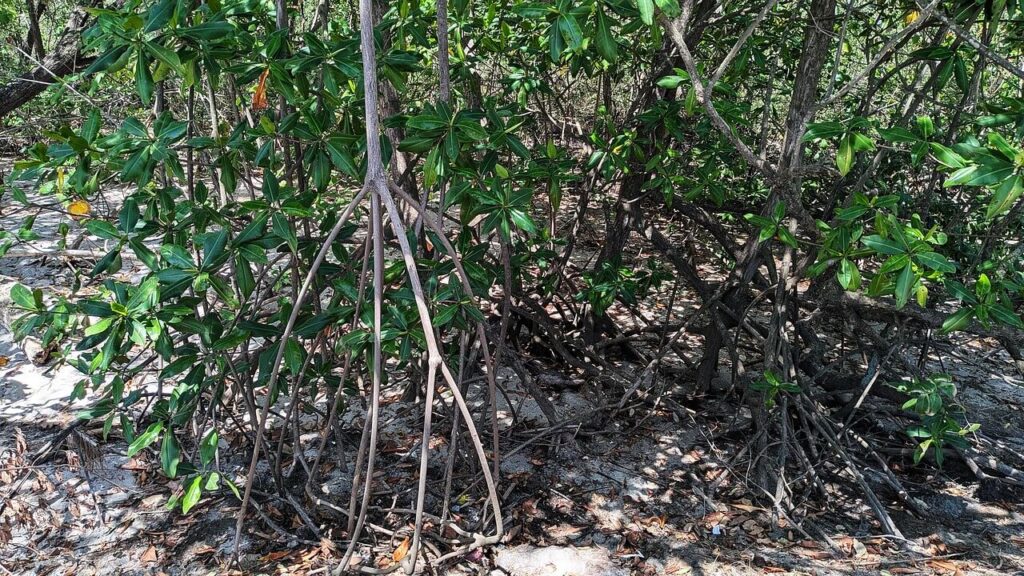 Close-up of tangled mangrove roots along the beach in Brasilito, Guanacaste, Costa Rica — a vital coastal ecosystem