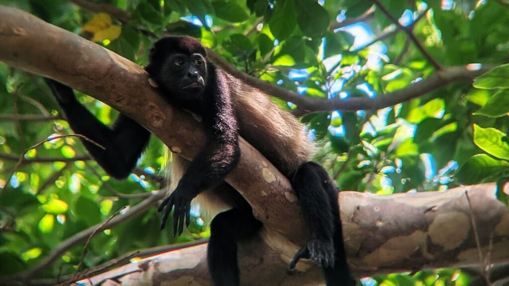 Adult mantled howler monkey napping on a tropical tree branch, prehensile tail wrapped for safety, near Flamingo and Potrero, Guanacaste