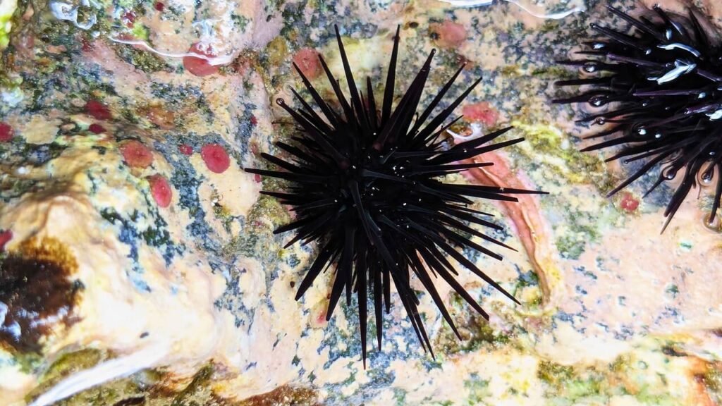 Purple-black sea urchins clustered on rocks in a tidepool near Flamingo on Guanacaste's Gold Coast, Costa Rica