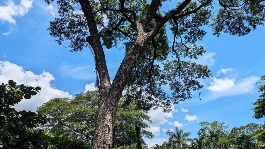 Large cenízaro rain tree viewed from below against a blue sky in Surfside Potrero, Guanacaste, home to howler monkeys and iguanas