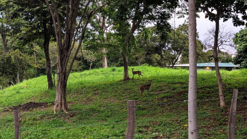 Two white-tailed deer grazing in green pastures along a Brasilito backroad, seen on a private morning tour in Guanacaste, Costa Rica